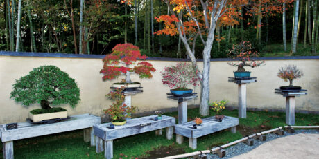 Bonsai-Garten im Showa Kinen Park
