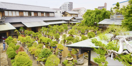 Besichtigung einer Bonsai-Gärtnerei und eines Anwesens aus der Edo-Zeit