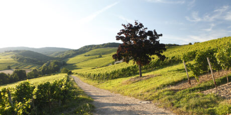 Steinberg in sommerlicher Waerme (Kloster Eberbach) | Alter Weinberg mit Wald bei Kloster Eberbach am Rhein