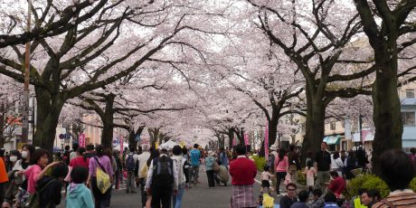 Festumzug unter Kirschblüten – das Hitachi Sakuramatsuri (Leitung: Luise Kahlow)