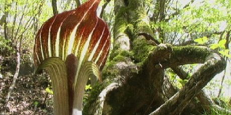 Jochen Wegner: "Die Pflanzenwelt im Aso-Kujū-Nationalpark"
