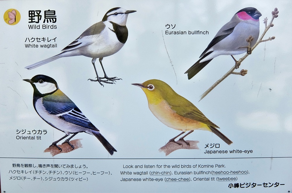 Wildvögel der Region