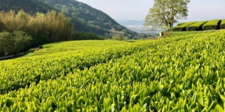 Besichtigung des Teegartens Takanashi und anschließende Wanderung im Tanzawa-Gebiet von Hadano