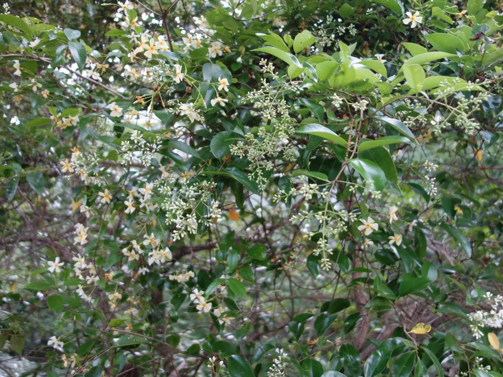 Gelber Sternjasmin (Trachelospermum asiaticum/ jp. teikakazura)