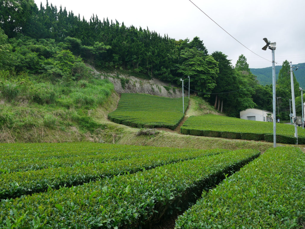 Teefelder in der Umgebung.