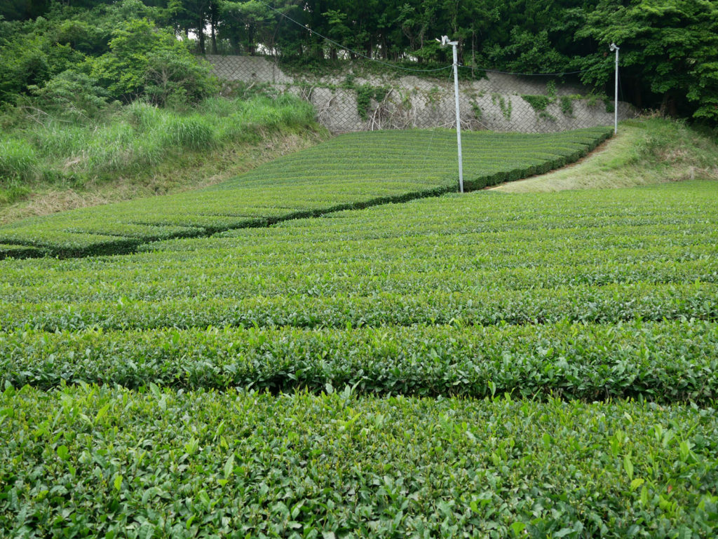 Die Ventilatoren in den Teefeldern sollen durch Luftumwälzung verhindern, dass Anfang März, wenn es immer einmal wieder zu Nachtfrösten kommen kann, die empfindlichen Teespösslinge erfrieren.