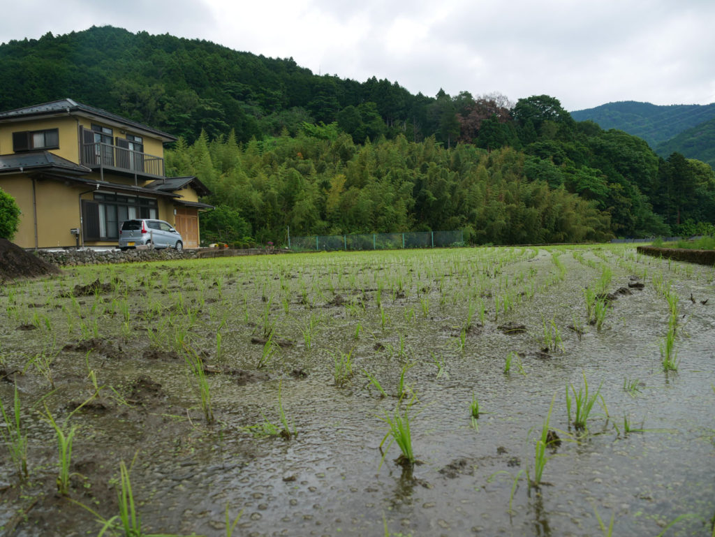 Wo nicht Tee angebaut wird, gibt es Reisfelder, die Anfang Juni geflutet  werden. Hier wurden bereits die Reissetzlinge gesetzt.