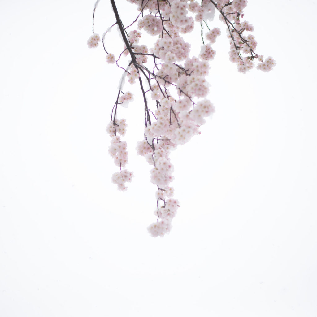 sakura,snow,sky_AKIKO KIMURA_#10