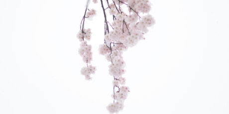 Photo exhibition by Akiko Kimura: "Sakura, Snow, Sky"