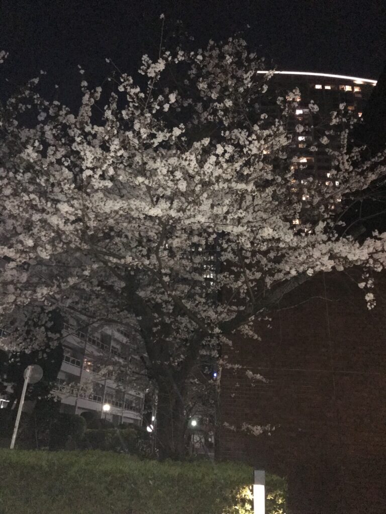 ... und zum Schluss: "Yozakura - Kirschblüte bei Nacht"