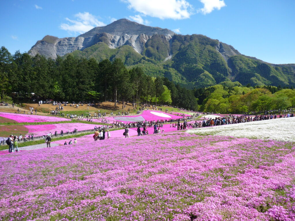 Blütenpracht mit Blick auf den Bukōsan
