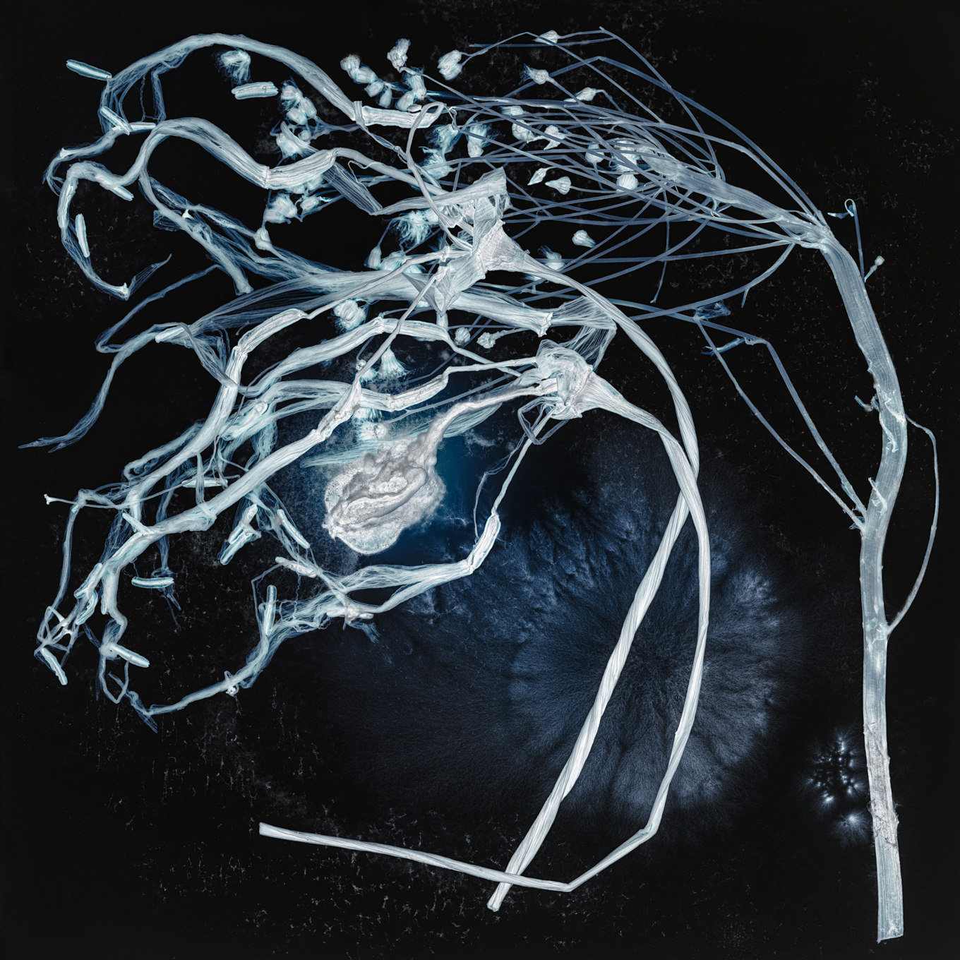 Anthesis 2 ©Kathrin Linkersdorff PSGK