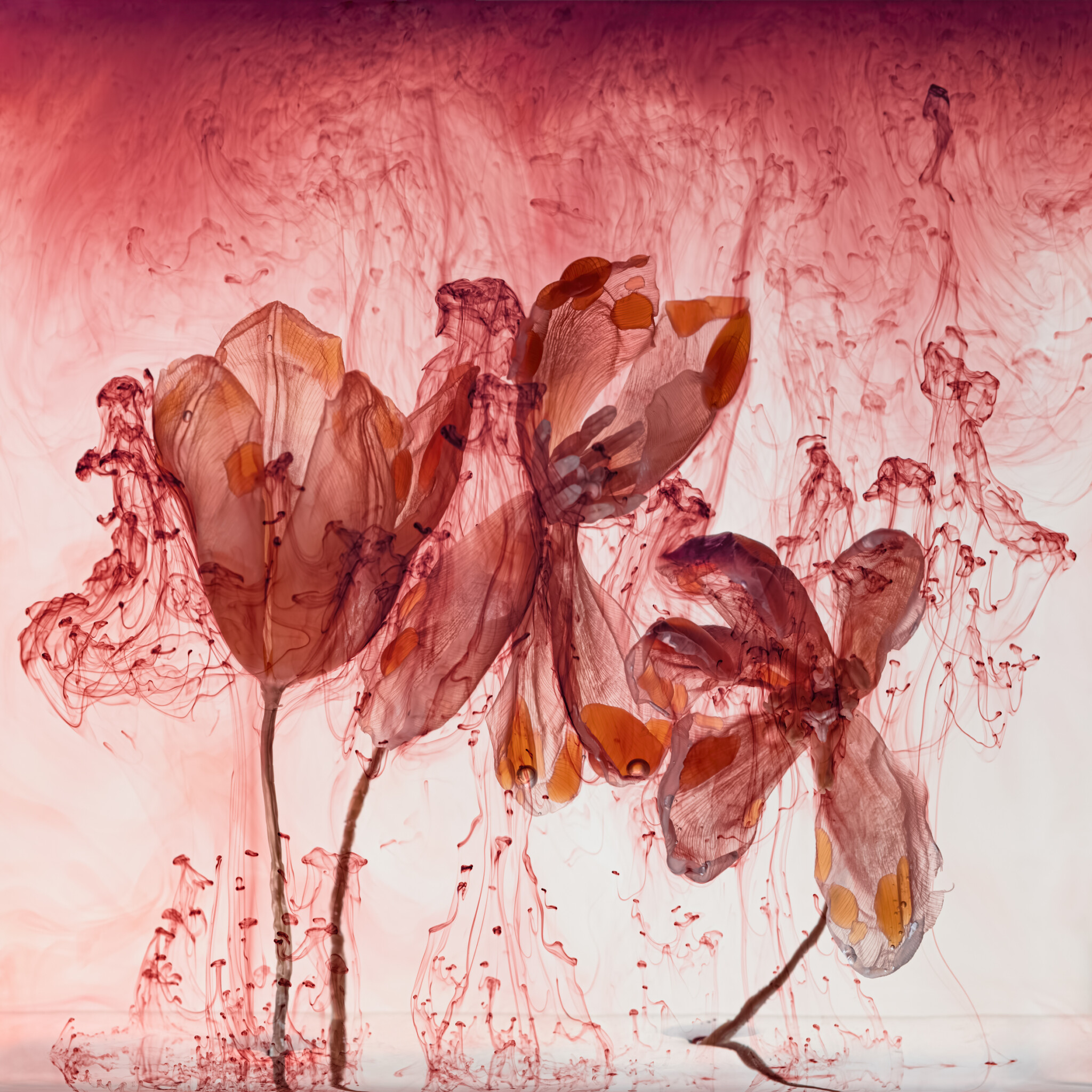 Fairies IV 2 ©Kathrin Linkersdorff