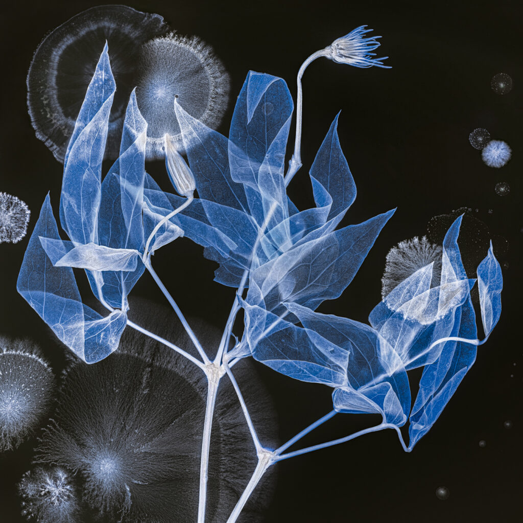 Anthesis 3 ©Kathrin Linkersdorff 27926 web