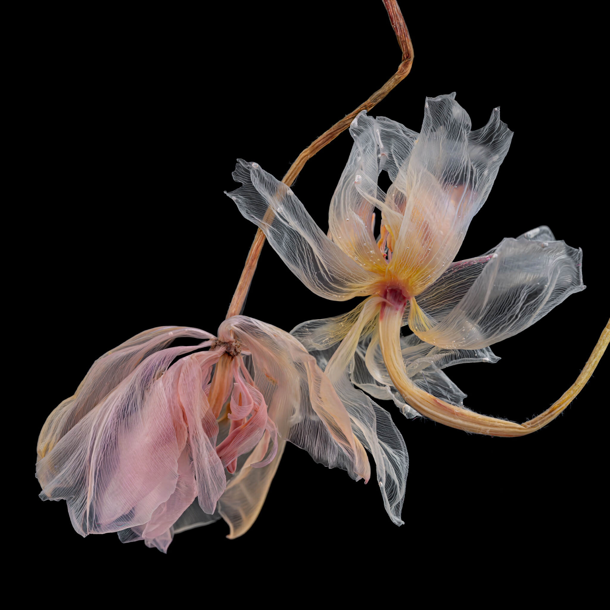 Fairies I 5 ©KathrinLinkersdorff
